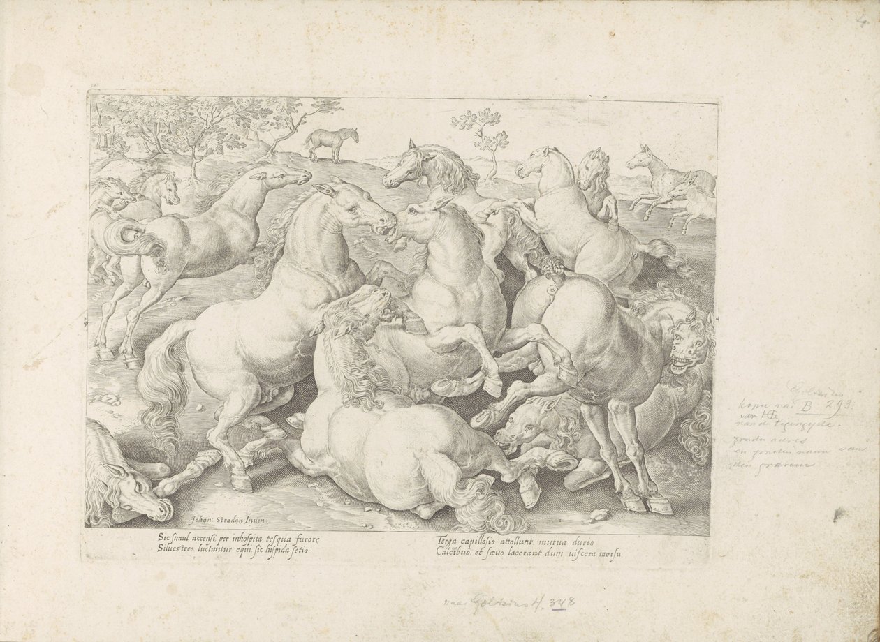 Fighting Horses by Anonymous