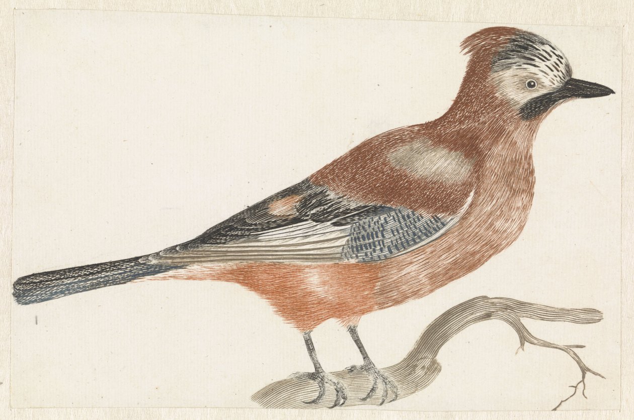 Jay on a Branch by Anonymous