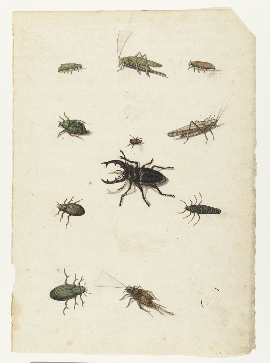 Flying Deer, Two Grasshoppers, and Eight Beetles by Anonymous