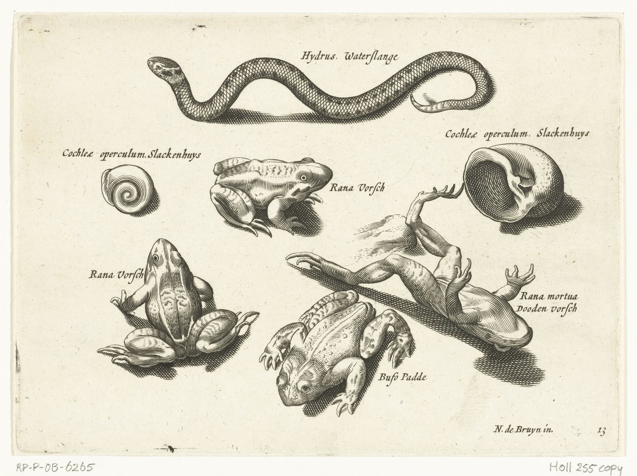 Water Snake, Frogs, and Toads by Anonymous