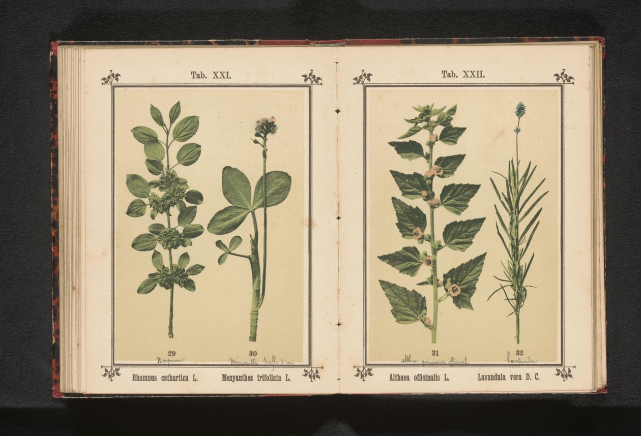 Buckthorn and bogbean by Anonymous
