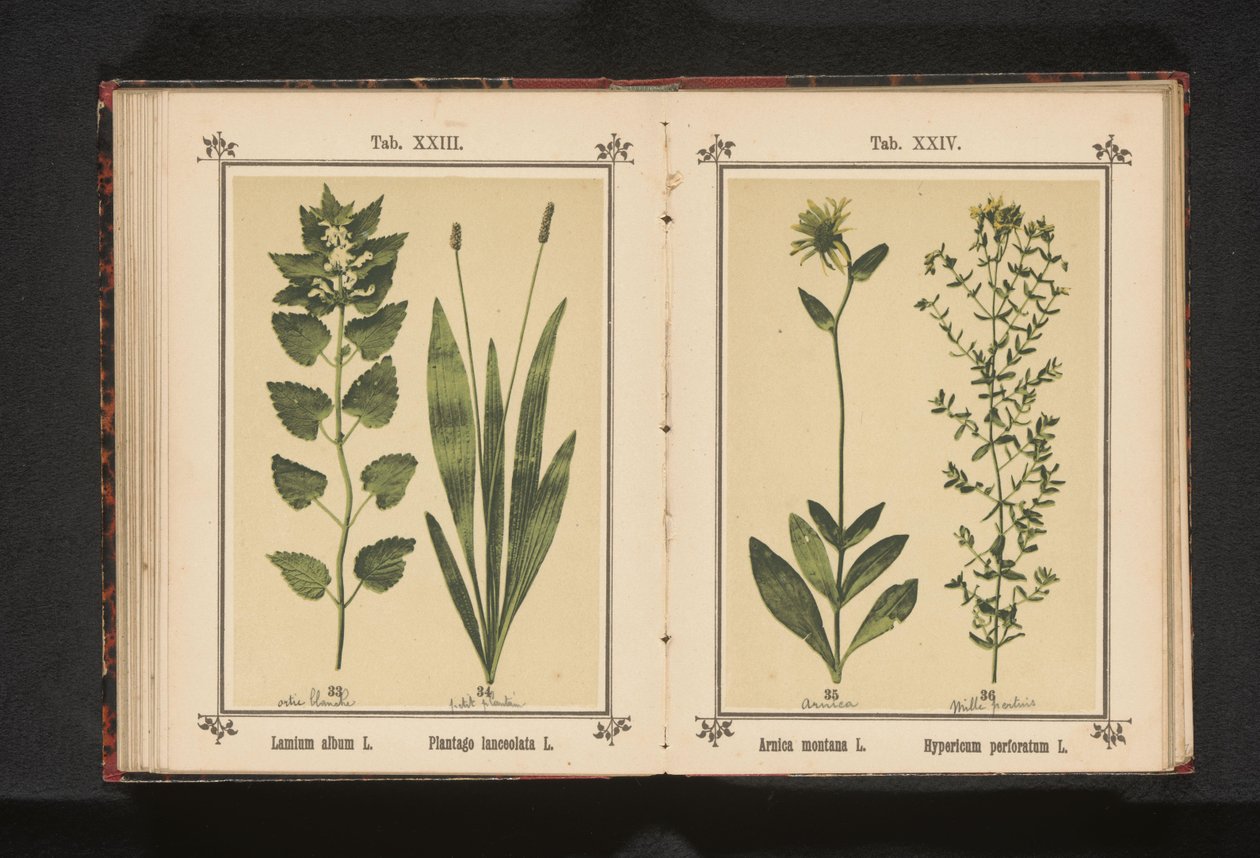 White Dead-Nettle and Ribwort Plantain by Anonymous