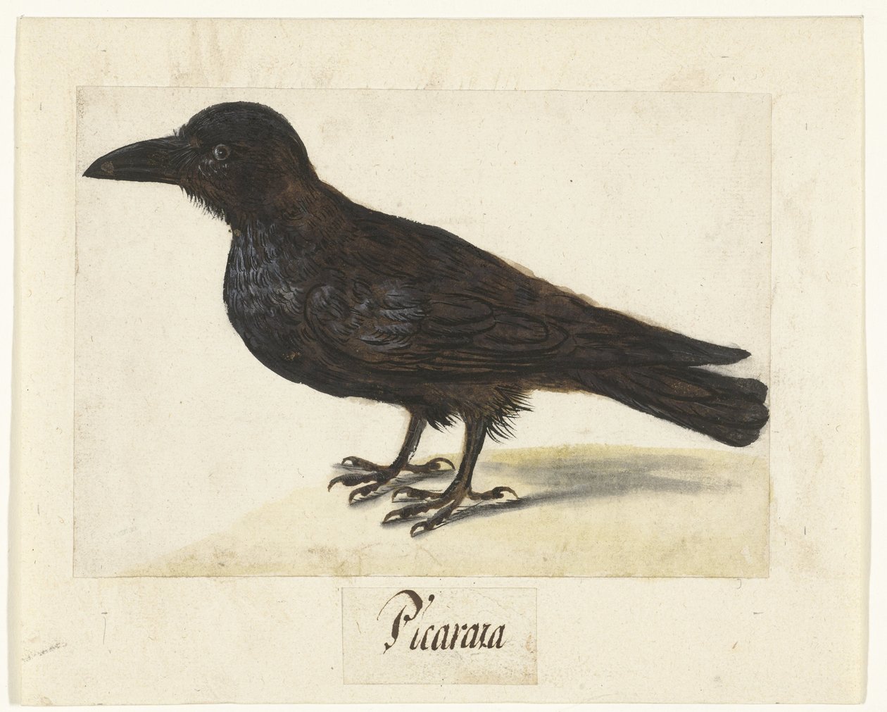Black Crow (Picaraza) (Lombard Album series) by Anonymous