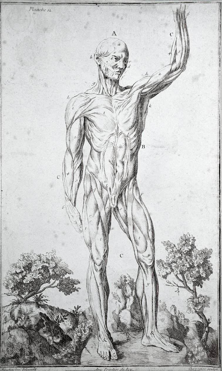 Anatomical study of the human muscular system by Anonymous Anonymous