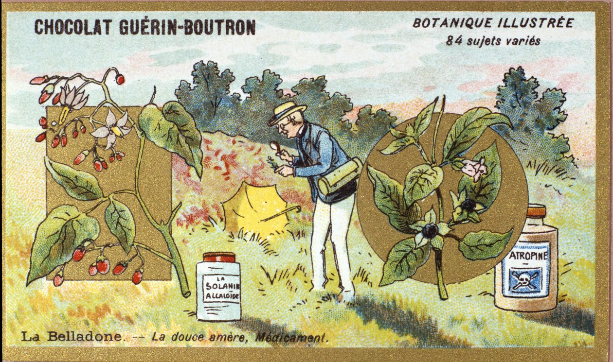 Belladonna: The Sweet Bitter, Medicine. Advertising Chromolithography for Guerin-Boutron Chocolates, Late 19th Century. Illustrated Botanical Series. by Anonymous Anonymous