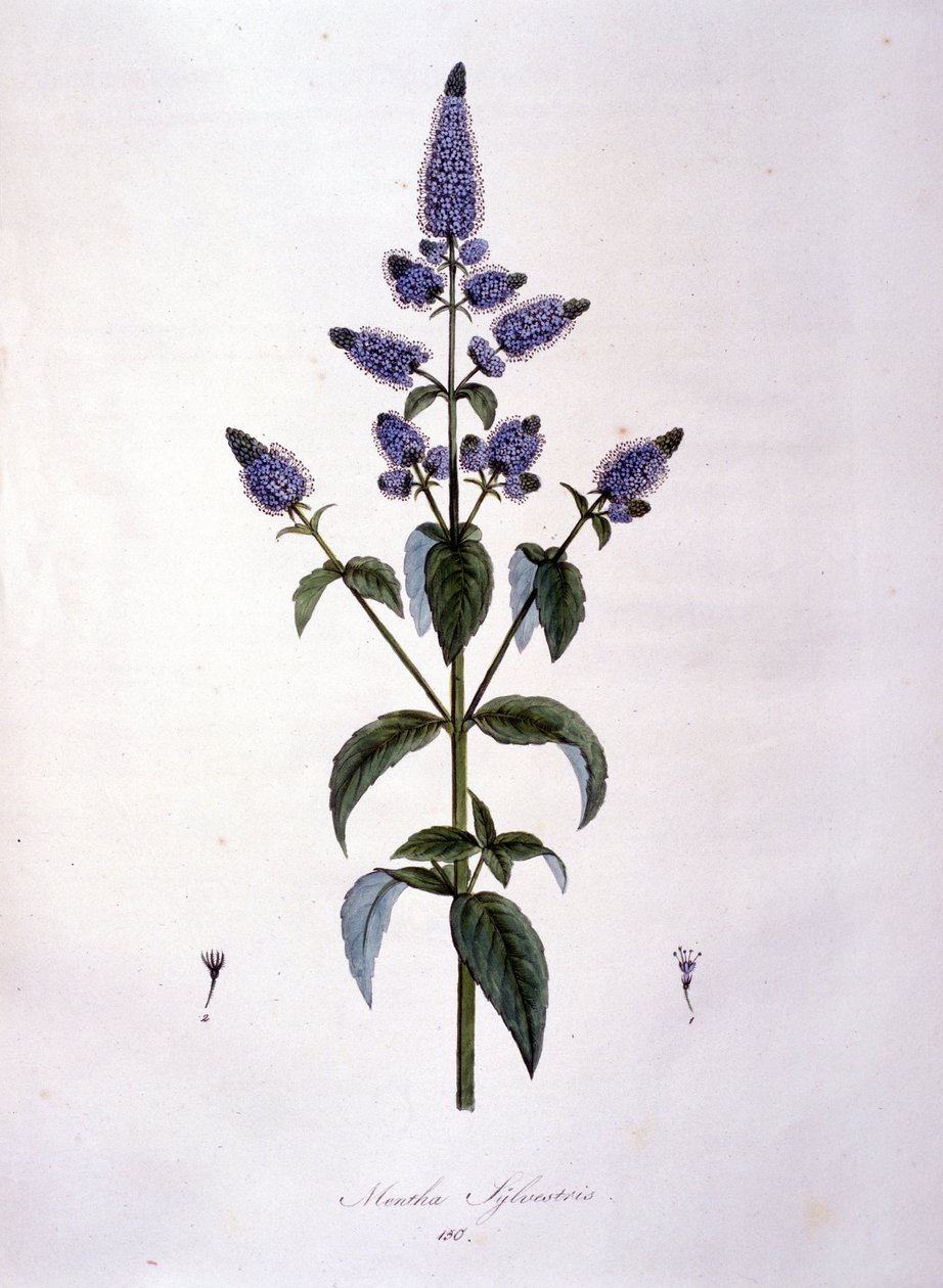 Botanical board: wild mint (mentha sylvestris). 19th century engraving by Anonymous Anonymous