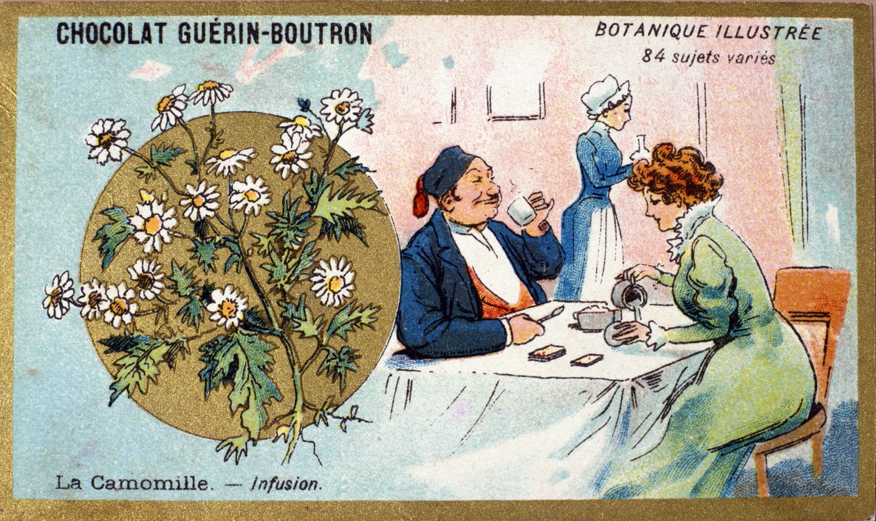 Chamomile: infusion. Advertising chromolithography for Guerin-Boutron chocolates, late 19th century. Illustrated Botanical Series by Anonymous Anonymous