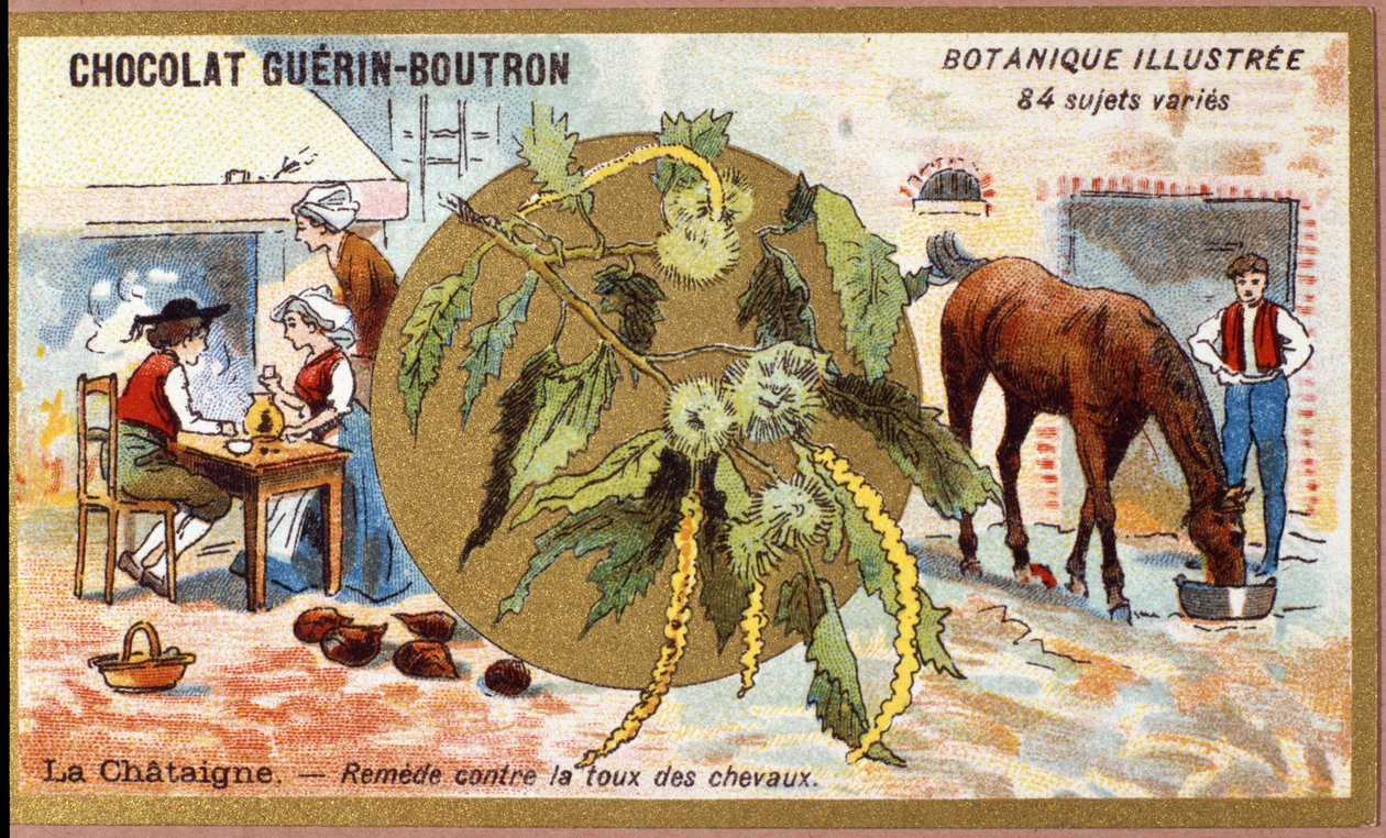 La Chestaigne: Remedy for the Cough of Horses. Advertising Chromolithography for Guerin-Boutron Chocolates, Late 19th Century. Illustrated Botanical Series. by Anonymous Anonymous