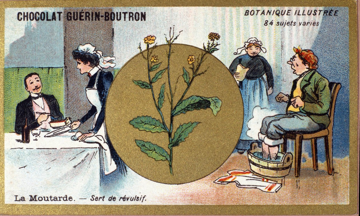 Mustard Serves as a Revulsive (engraving, chromo). Advertising Chromolithography for Guerin-Boutron Chocolates, Late 19th Century. Illustree Botanical Series by Anonymous Anonymous