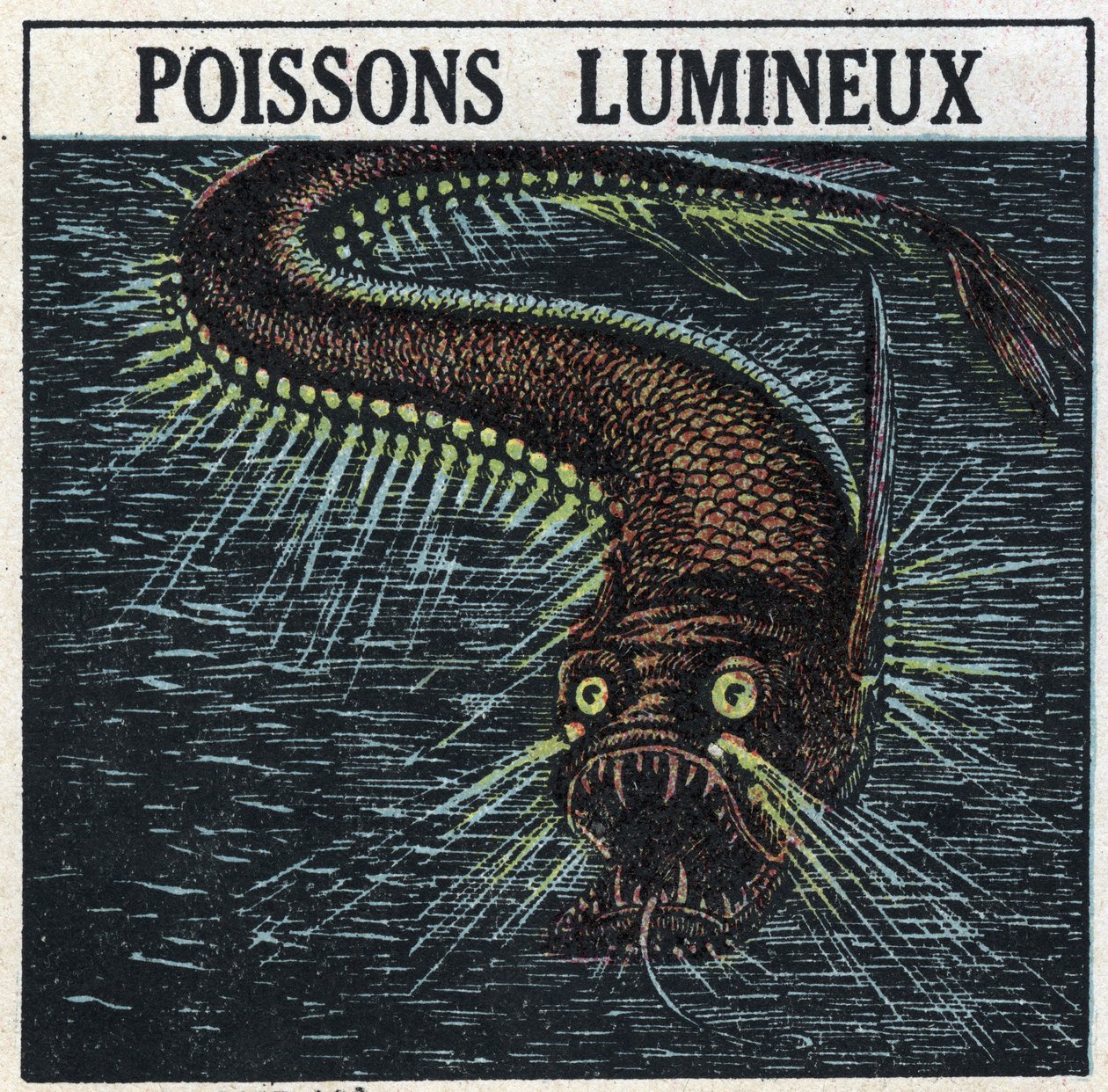 Phosphorescence: luminous fish. Anonymous illustration from 1925. Private collection. by Anonymous Anonymous