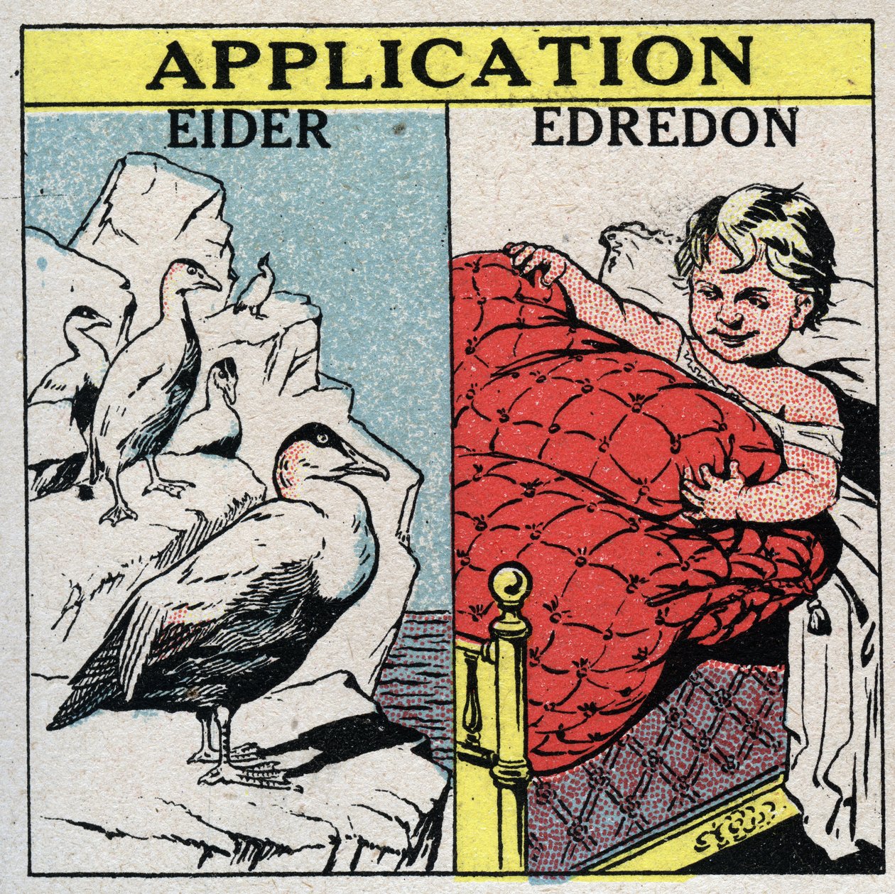 Radiation and conductibility: Eider feathers are used to make eiderdowns because they retain a large amount of air and prevent convection. Anonymous illustration from 1925. Private collection. by Anonymous Anonymous