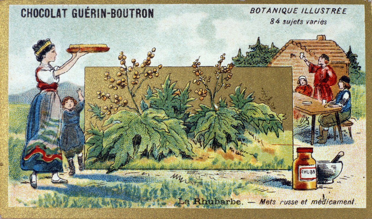 Rhubarb: Russian Food and Medicine (engraving, chromo). Advertising Chromolithography for Guerin-Boutron Chocolates, Late 19th Century. Illustree Botanical Series by Anonymous Anonymous