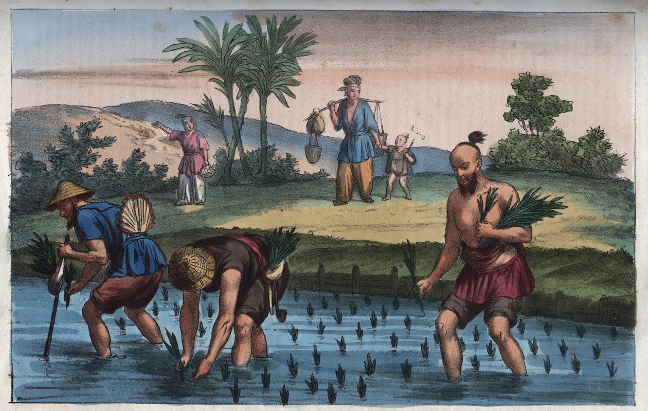 Rice Plantation, China - Engraving from 