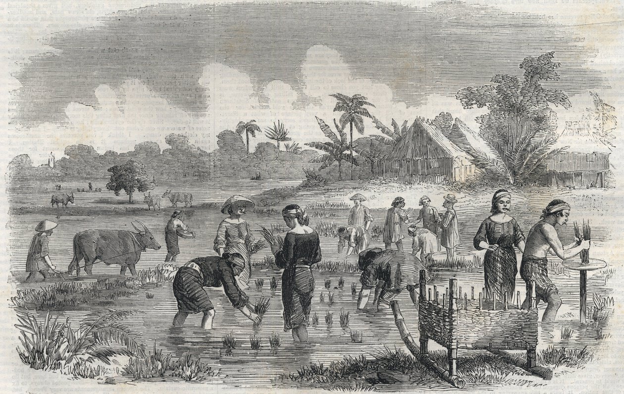 Rice cultivation in Manila in the Philippines in 1864. Anonymous engraving. Private collection. by Anonymous Anonymous