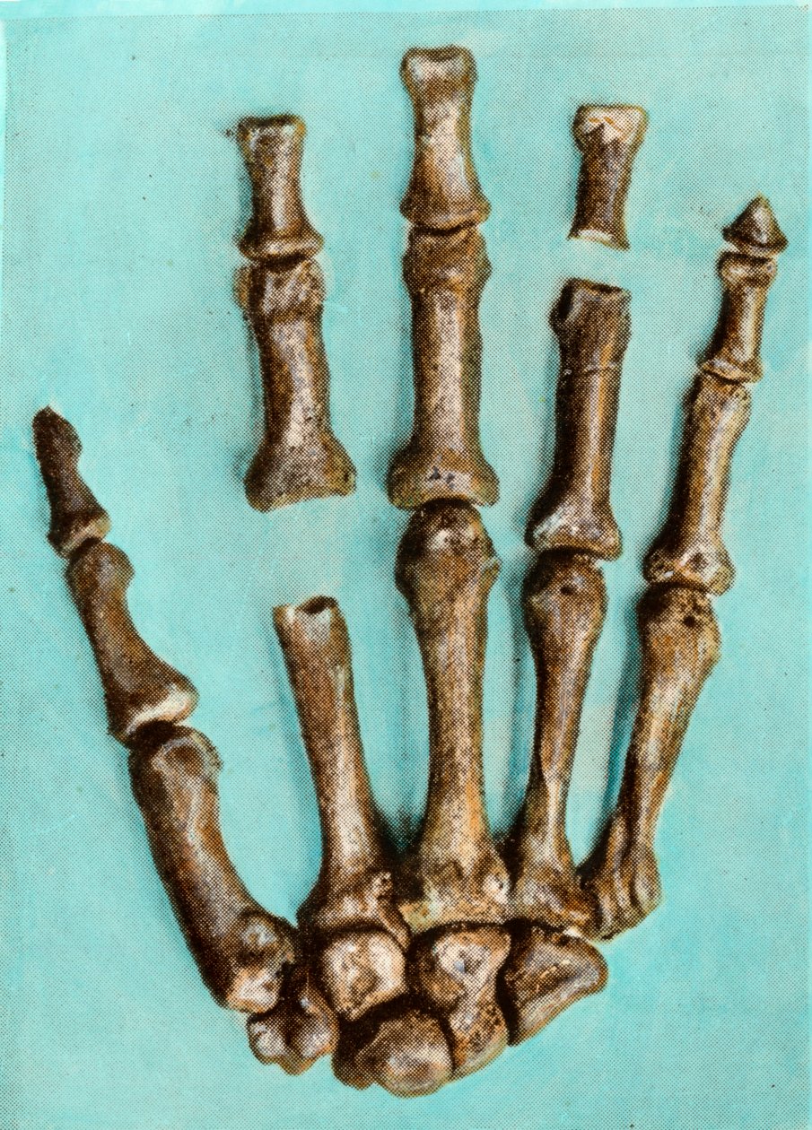 Right hand of a woman