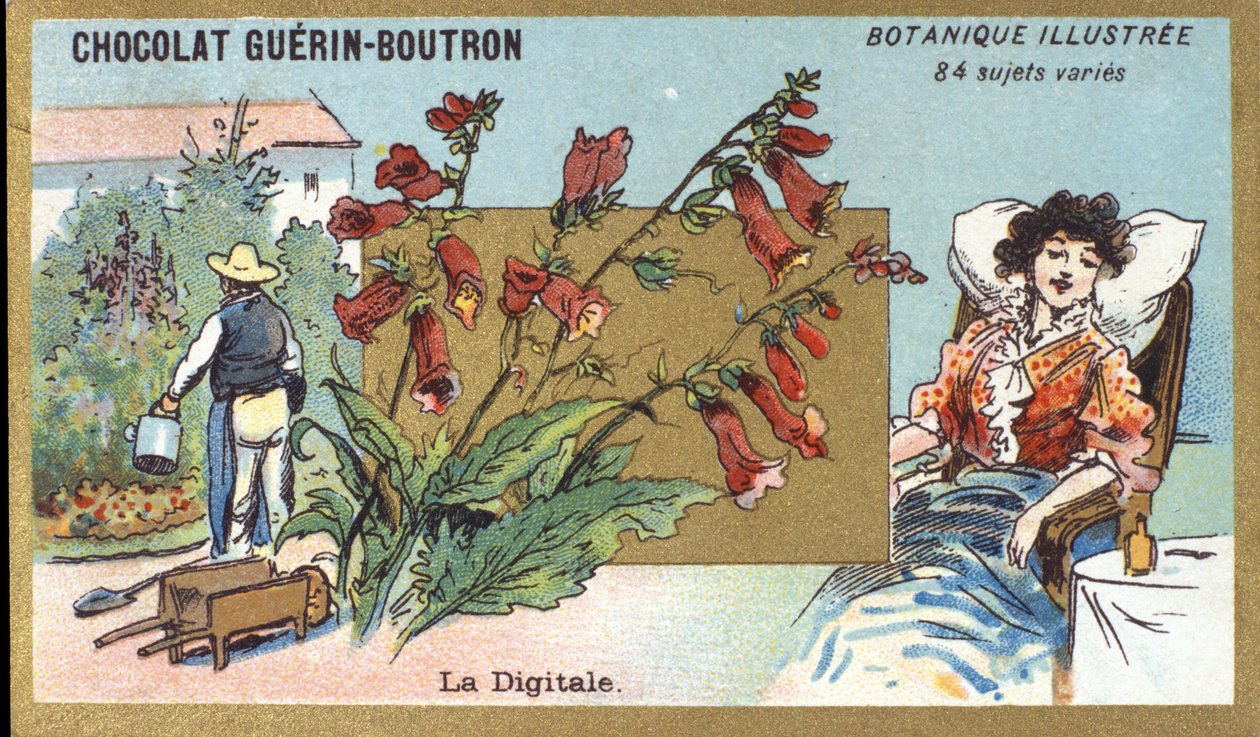 The Digital. Engraving (chromo). Advertising Chromolithography for Guerin-Boutron Chocolates, Late 19th Century. Illustrated Botanical Series. by Anonymous Anonymous