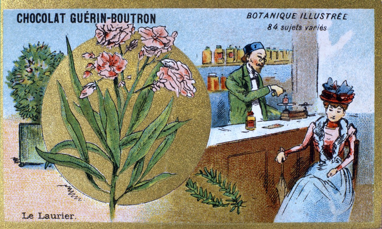 The laurel. Advertising chromolithography for Guerin-Boutron chocolates, late 19th century. Illustrated Botanical Series by Anonymous Anonymous
