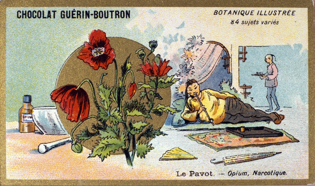 The Poppy: Opium, Narcotic (engraving, chromo). Advertising Chromolithography for Guerin-Boutron Chocolates, Late 19th Century. Illustree Botanical Series by Anonymous Anonymous
