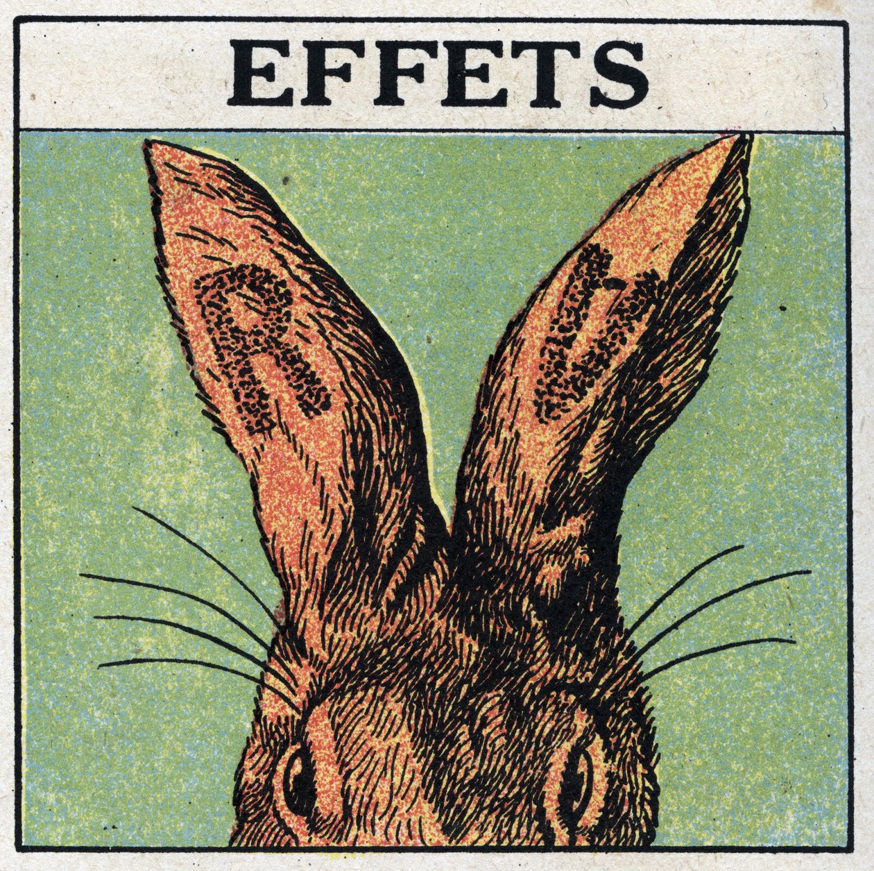 Ultraviolet rays: effects. We cover the ears of a rabbit with black cardboard or cut the letters R and V, then we expose the animal to the ultraviolet rays of a mercury lamp: the ears show traces of burning identical to those of a sunburn. Anonymous illust by Anonymous Anonymous