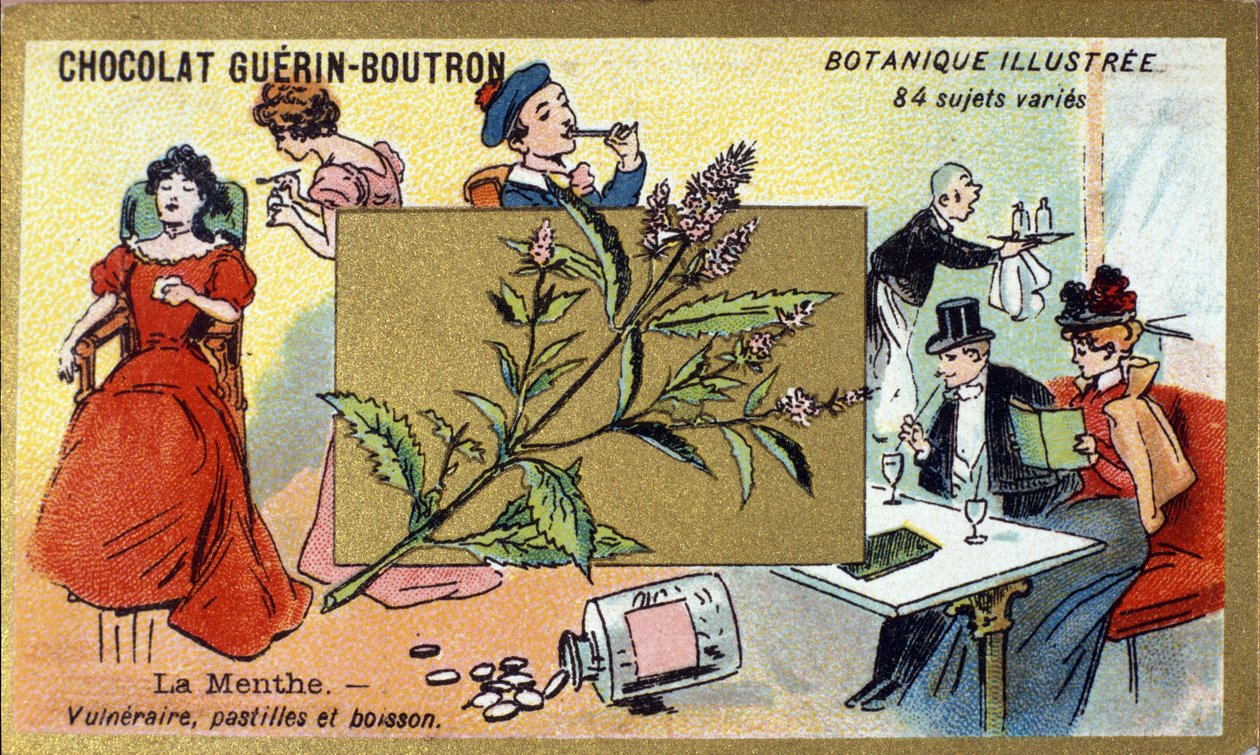 Vulnerable mint, lozenges and drink. Advertising chromolithography for Guerin-Boutron chocolates, late 19th century. Illustree Botanical Series by Anonymous Anonymous