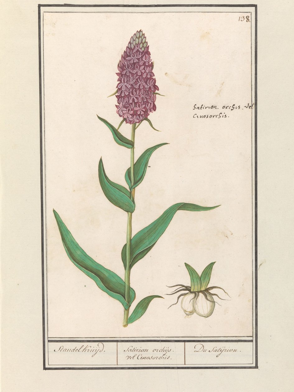Brede Orchis (Dactylorhiza majalis) by Anselmus Boëtius de Boodt