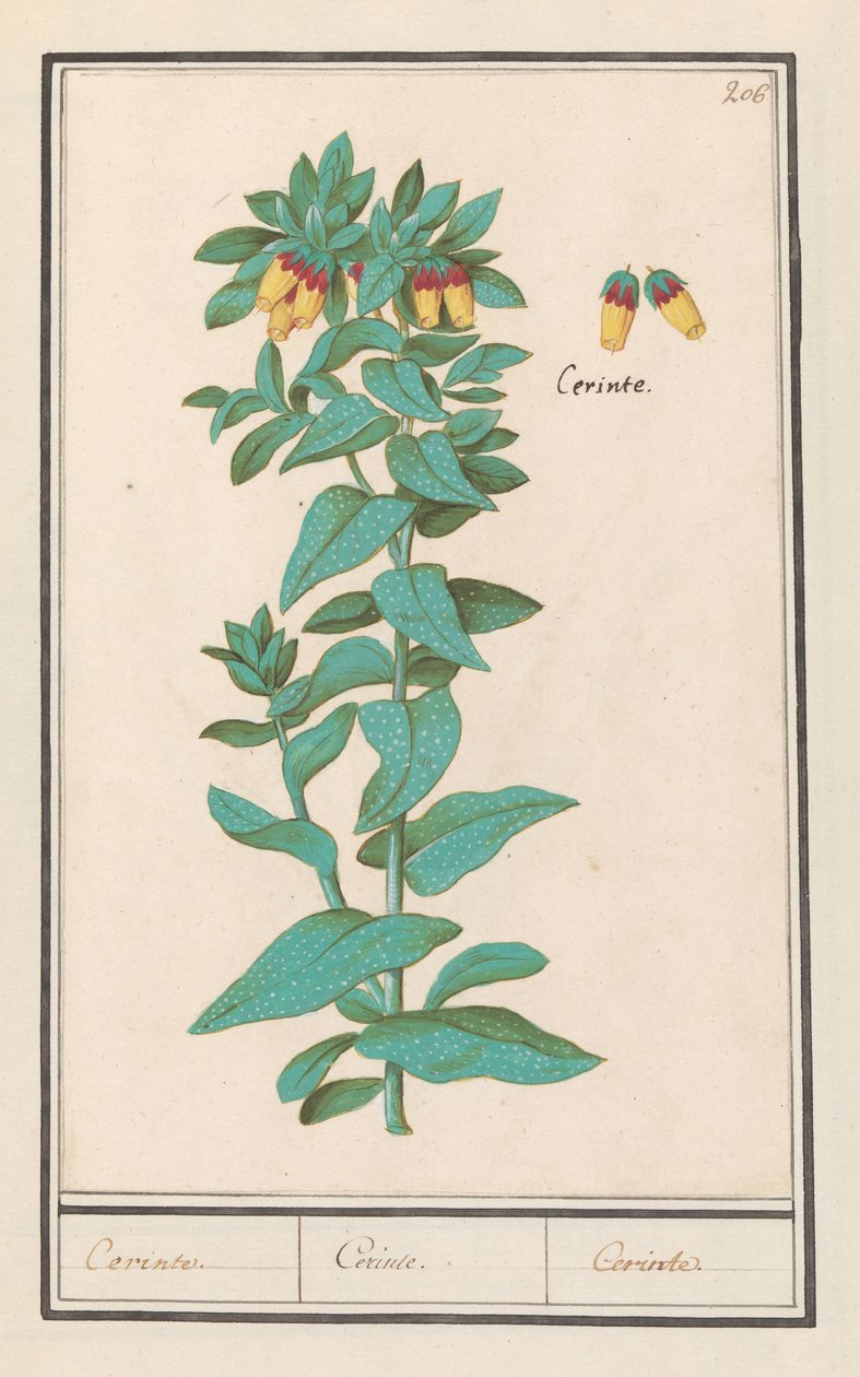 Cerinthe (Cerinthe major) by Anselmus Boëtius de Boodt