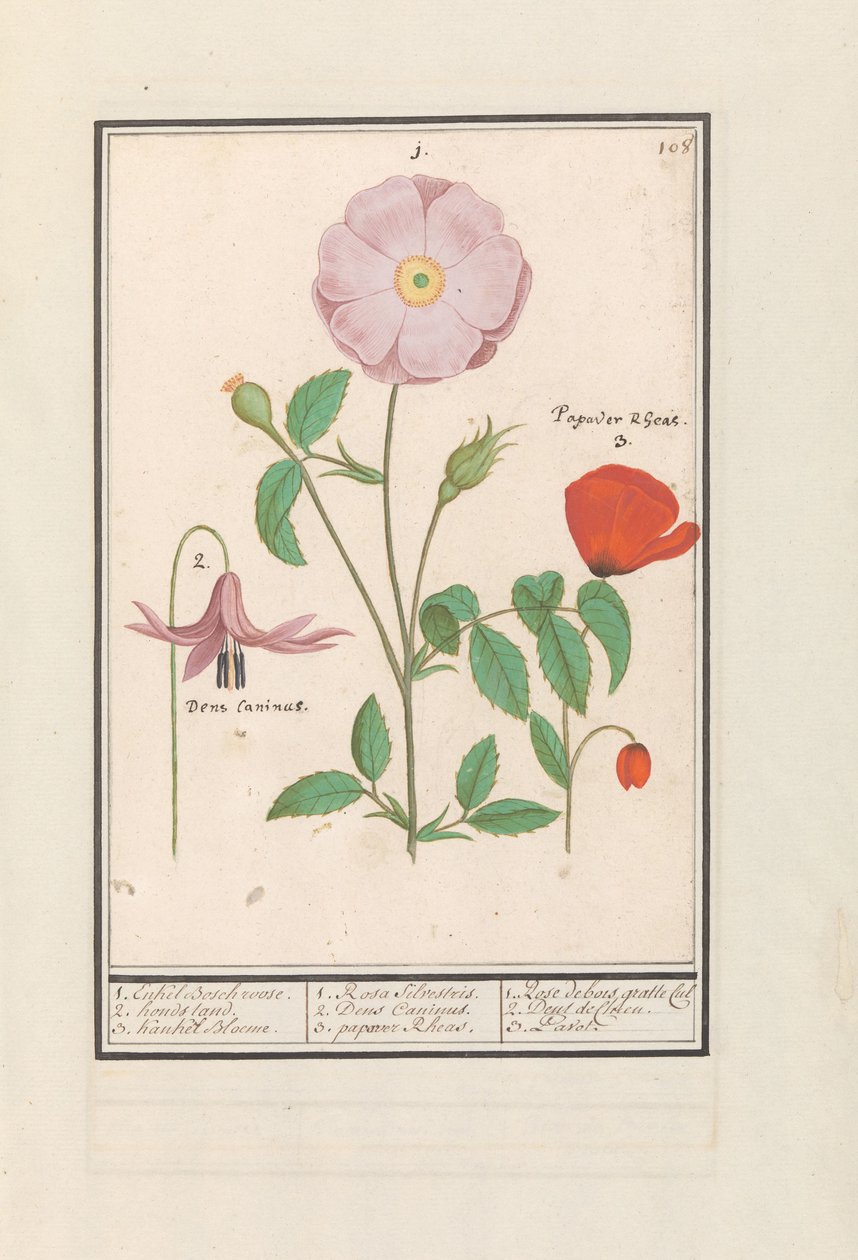 Dogtooth Violet, Wild Rose, and Poppy by Anselmus Boëtius de Boodt