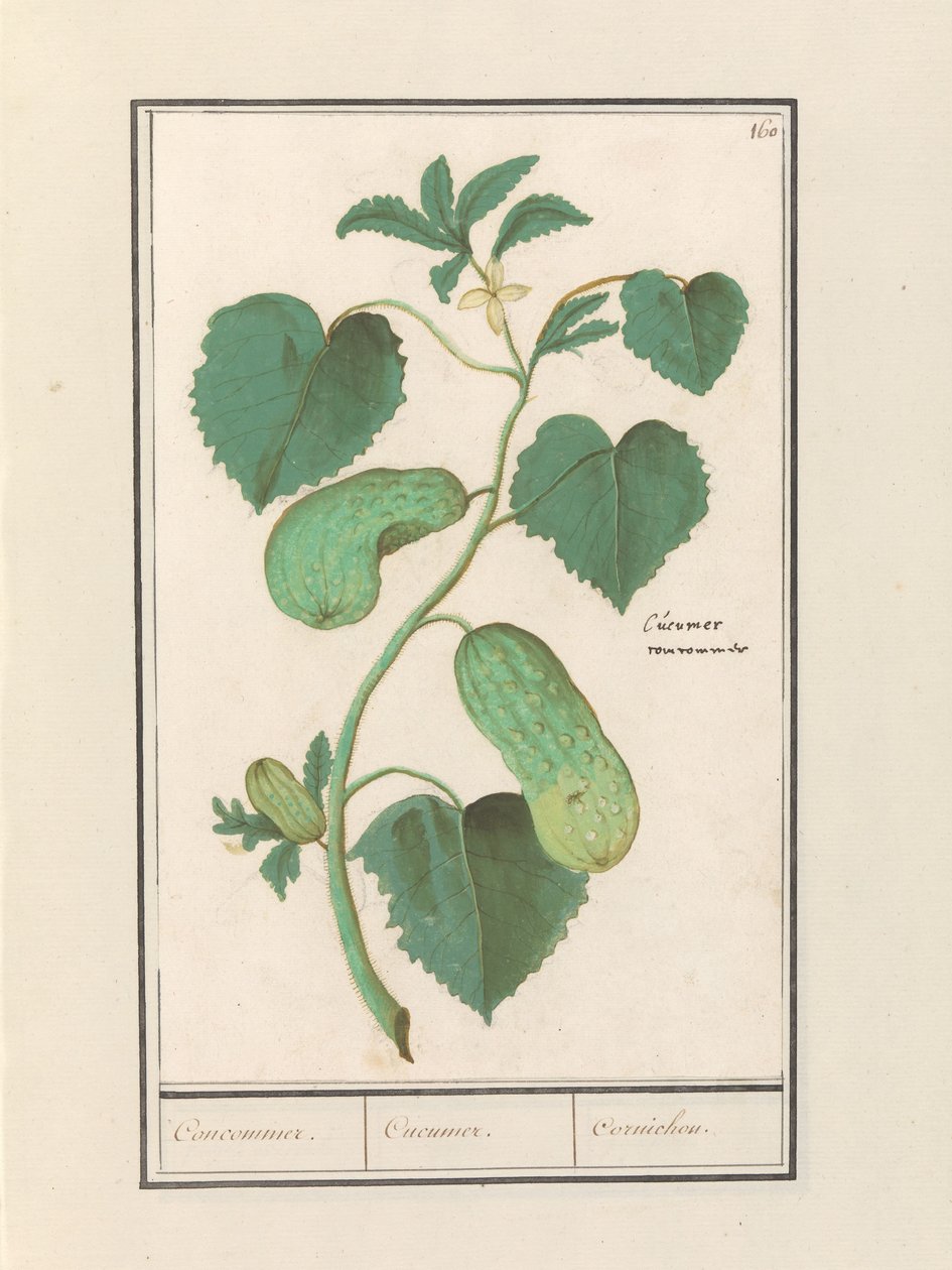 Cucumber (Cucumis sativus) by Anselmus Boëtius de Boodt