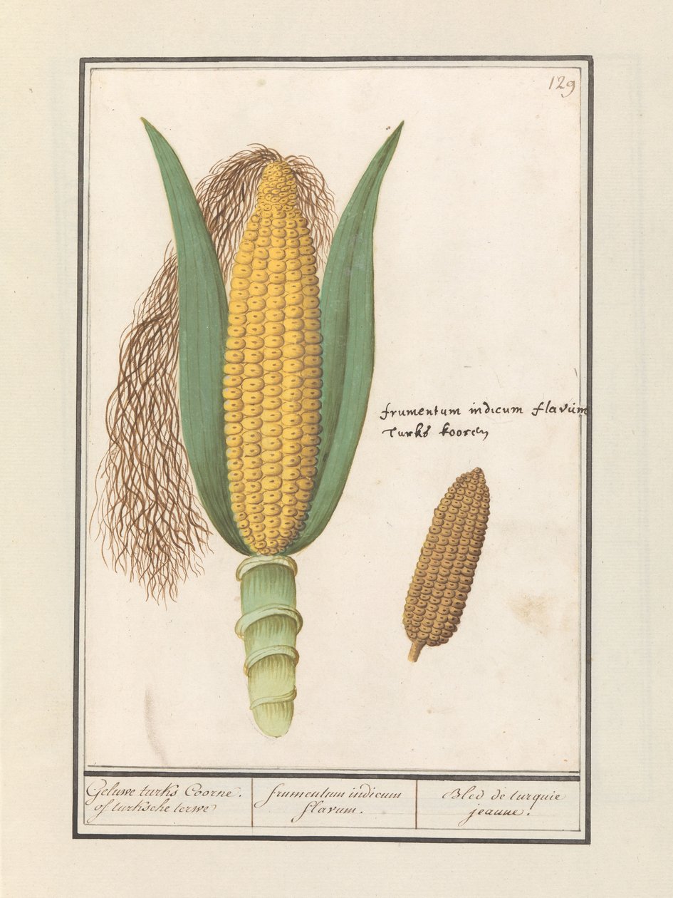 Mais (Zea mays)
Geluwe turks Coorne. of turksche terwe / frumentum indicum flavum. / Bled de turquie jeaune (title on object) by Anselmus Boëtius de Boodt