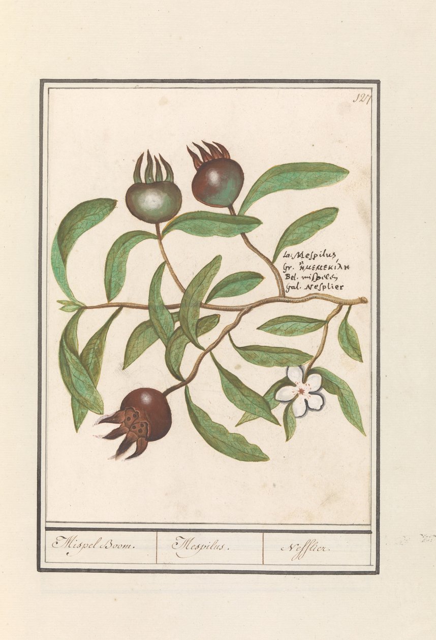 Medlar (Mespilus germanica) by Anselmus Boëtius de Boodt