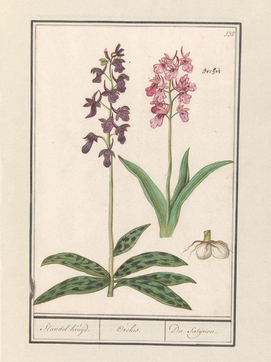 Orchid (Orchidaceae) by Anselmus Boëtius de Boodt