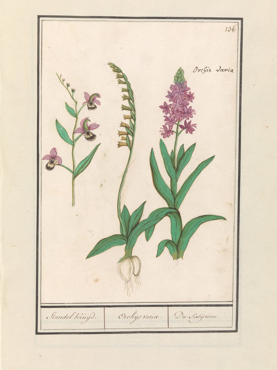 Orchid (Orchidaceae) by Anselmus Boëtius de Boodt