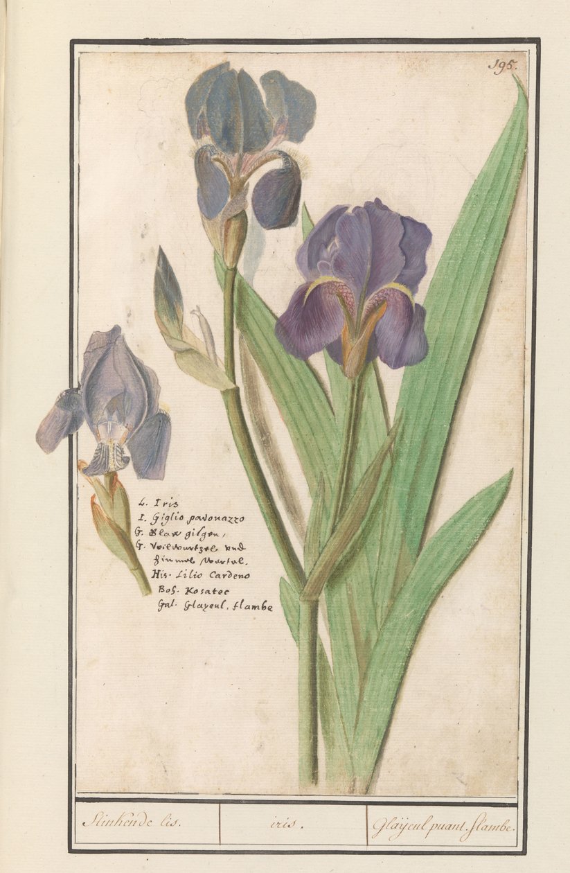 Purple Iris (Iris germanica) by Anselmus Boëtius de Boodt