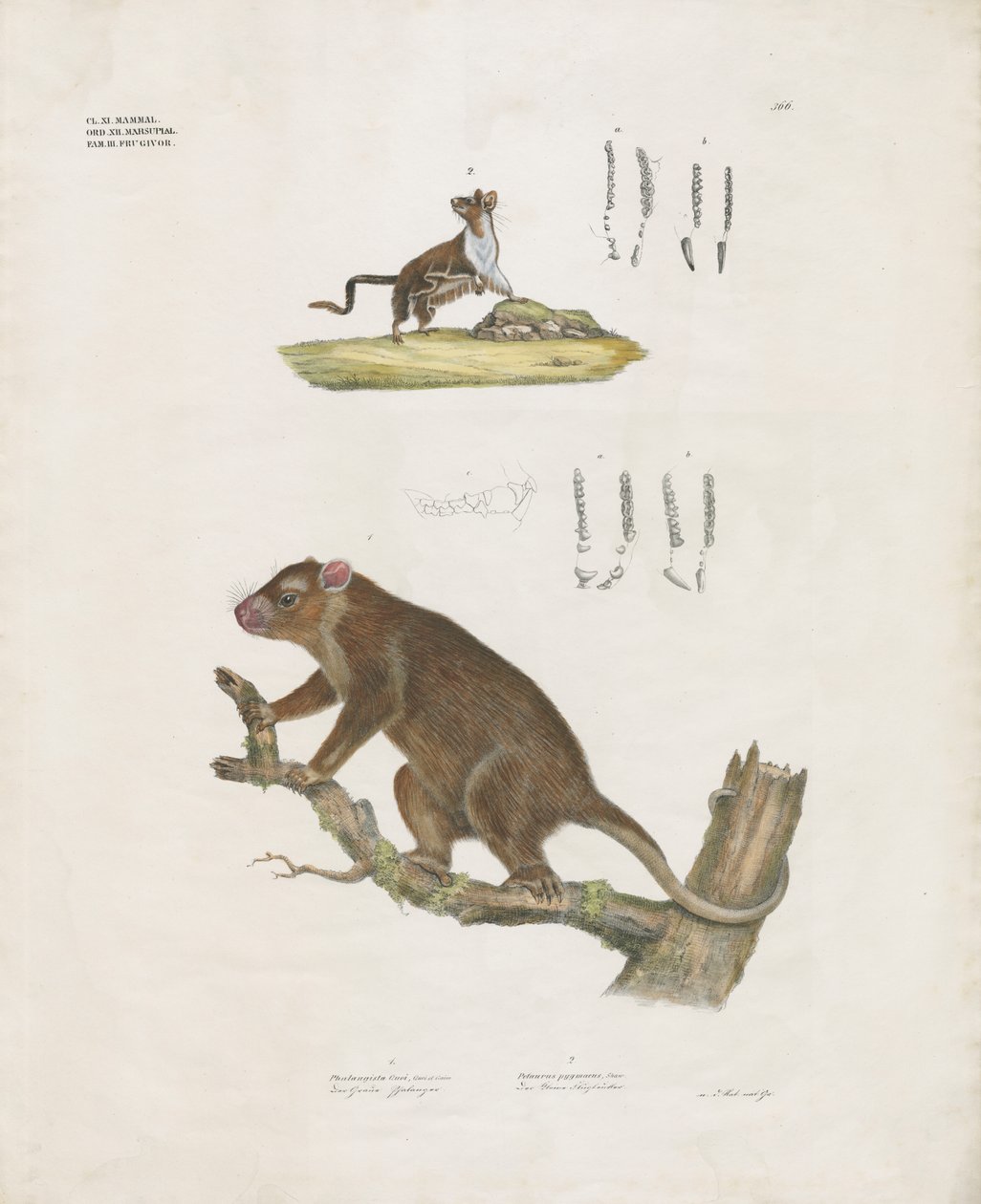 Australian Marsupials with Dental Details by Anstalt Arnz & Co.