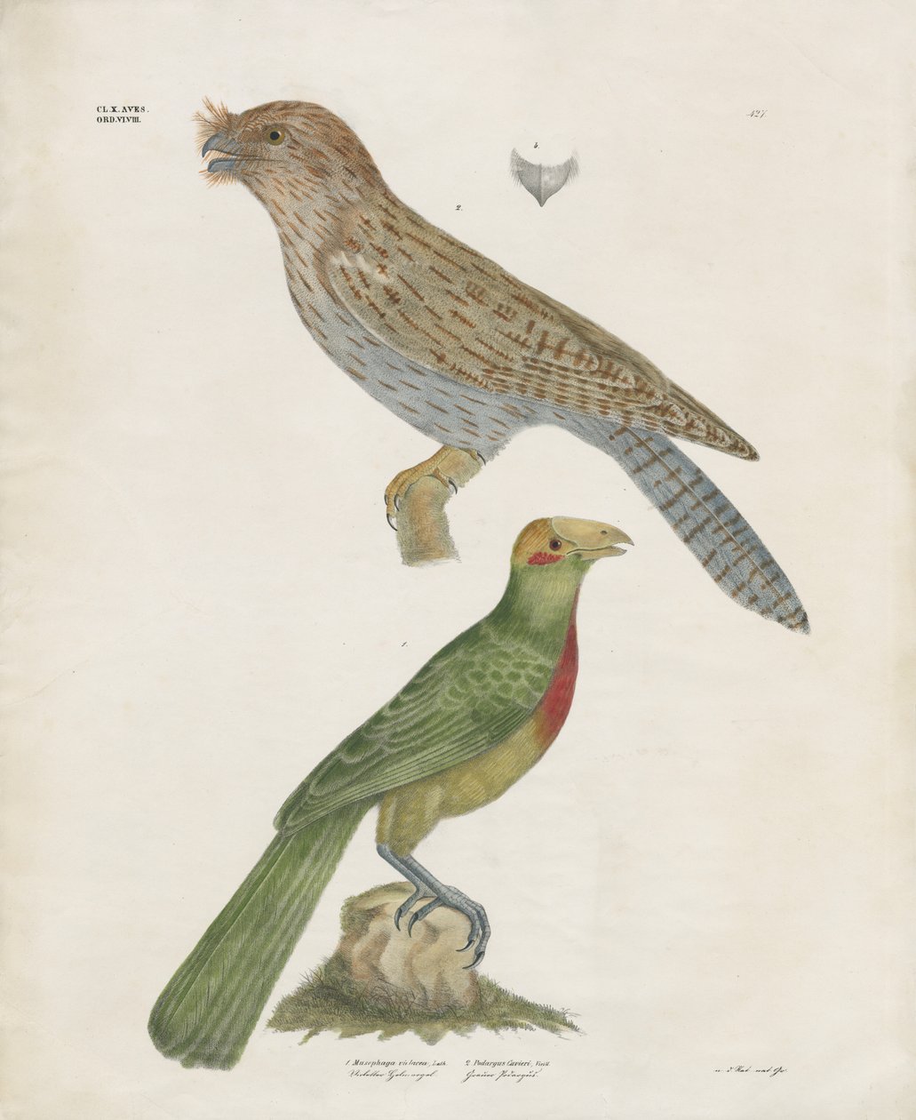 Barbet and Roller by Anstalt Arnz & Co.