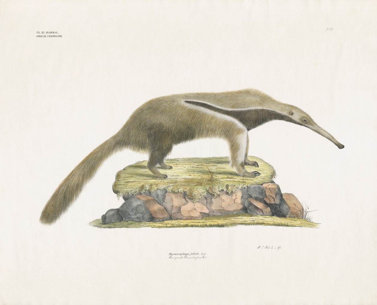 Giant Anteater on Rocky Terrain by Anstalt Arnz & Co.