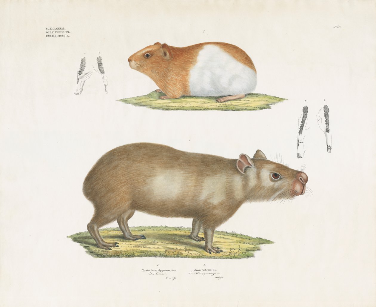 Guinea Pig and Capybara with Dental Illustrations by Anstalt Arnz & Co.