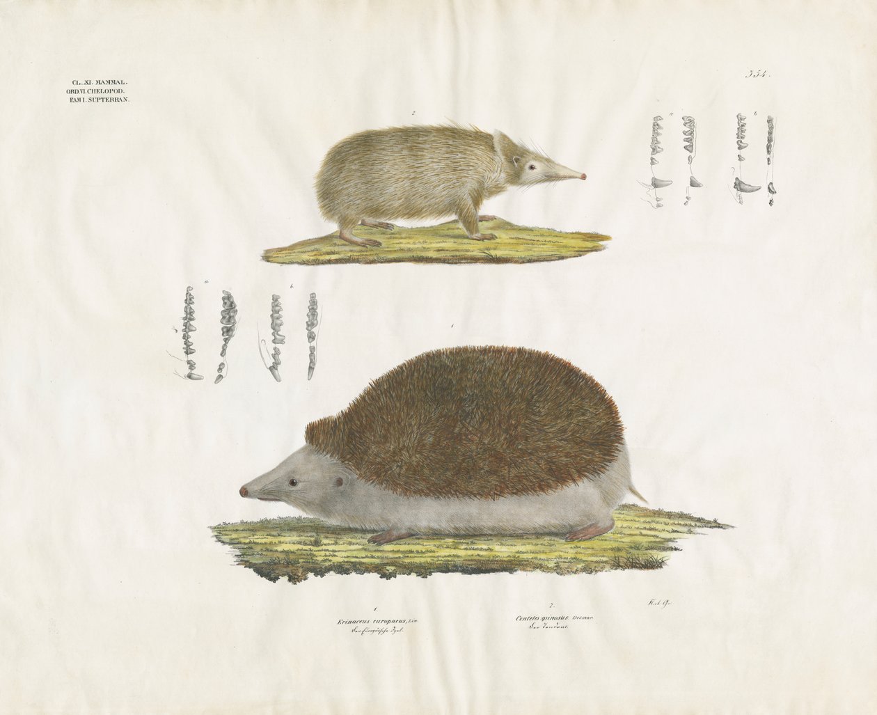 Hedgehog and Tenrec with Anatomical Details by Anstalt Arnz & Co.