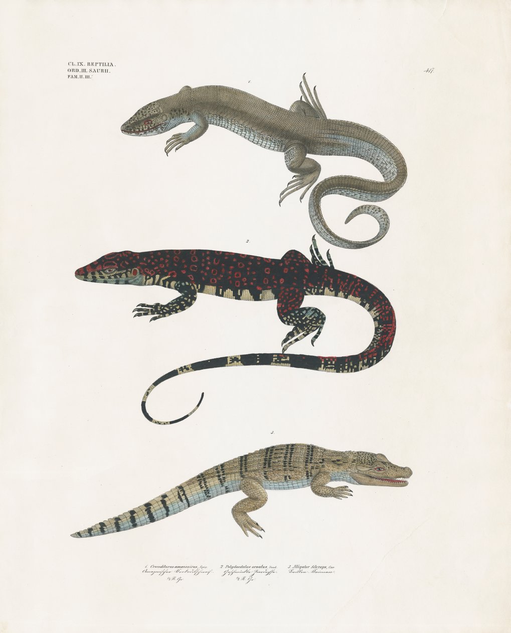 Monitor Lizard, Venomous Lizard, and Alligator from the Reptile Class by Anstalt Arnz & Co.