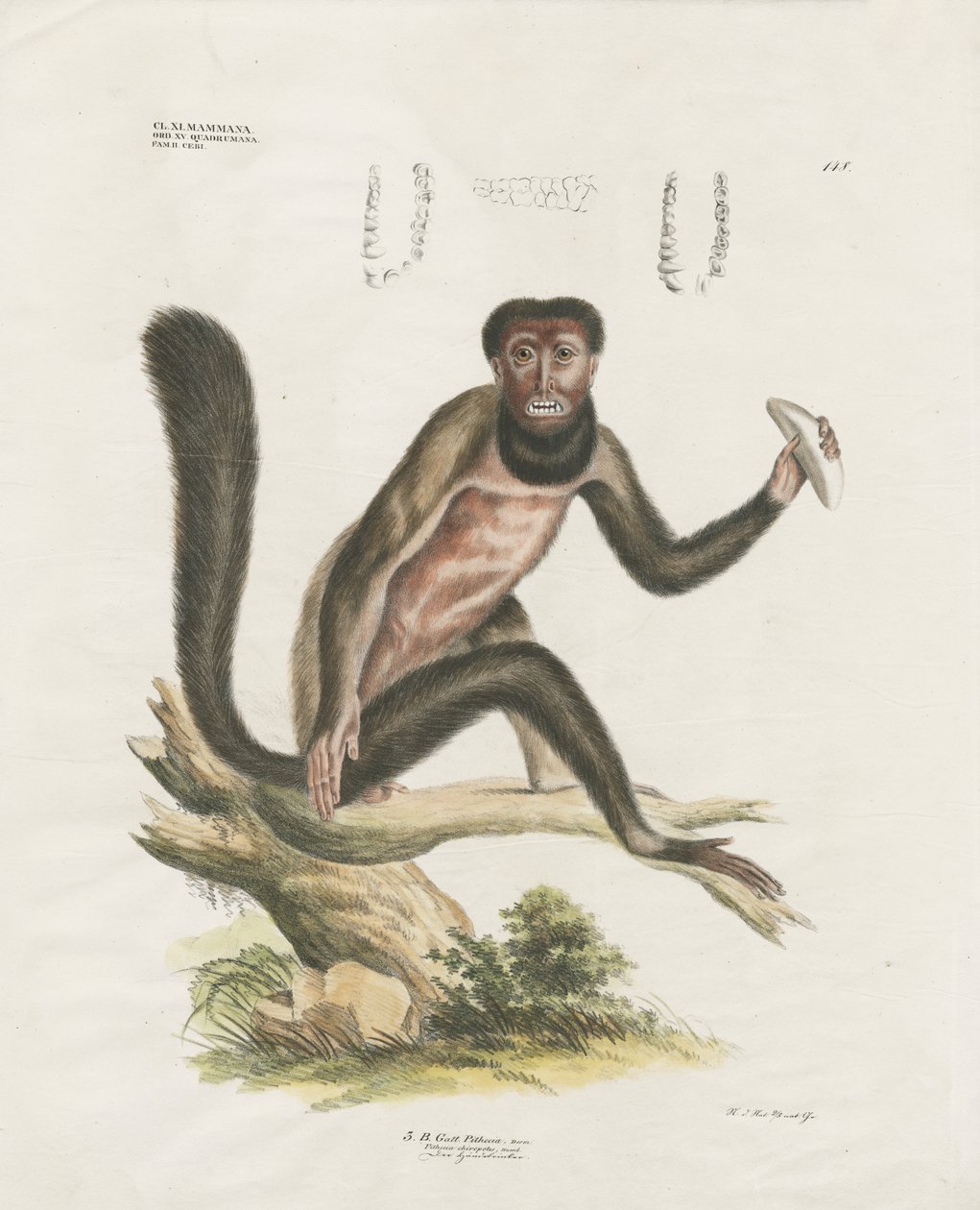 Red Howler Monkey with Anatomical Details by Anstalt Arnz & Co.