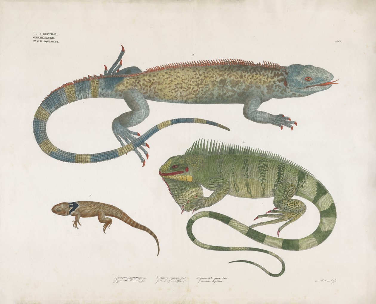 Scaled Lizards from Various Habitats by Anstalt Arnz & Co.