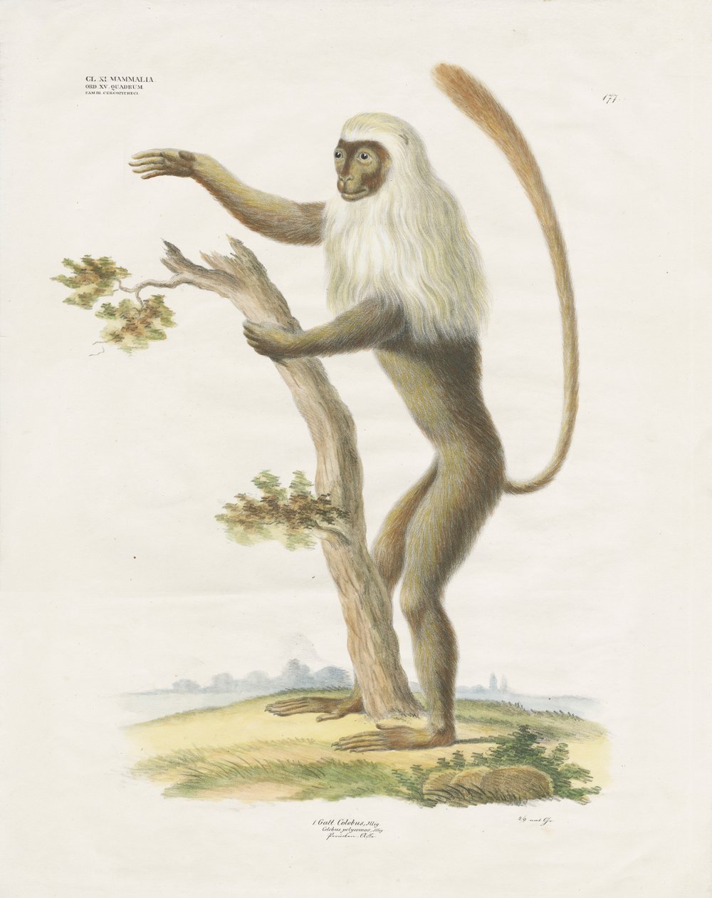Silvery Lutung in a Tree by Anstalt Arnz & Co.