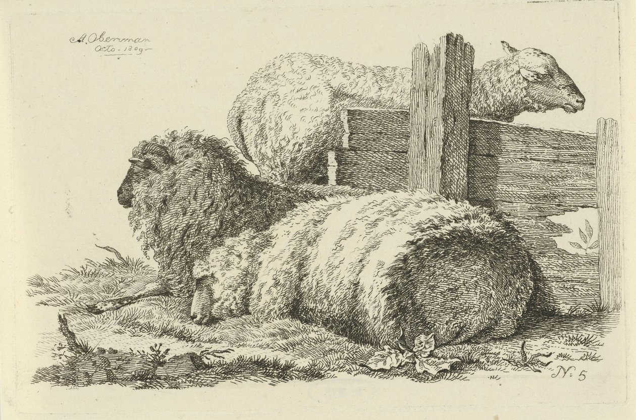 Lying Sheep and Ram Studies of Cows, Sheep, and Goats (series title) by Anthony Oberman