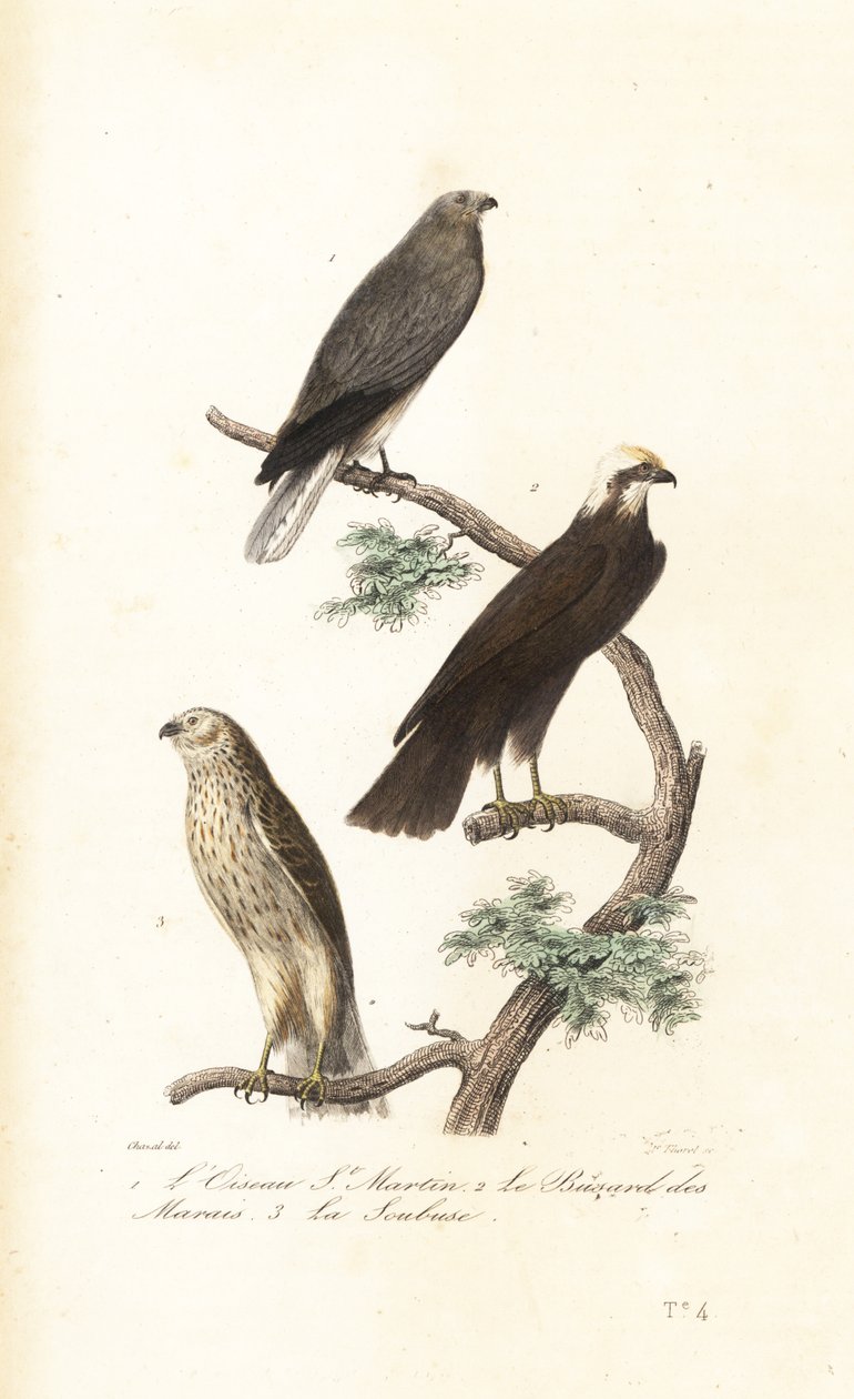 Hen harrier, Eurasian marsh-harrier and Montagu