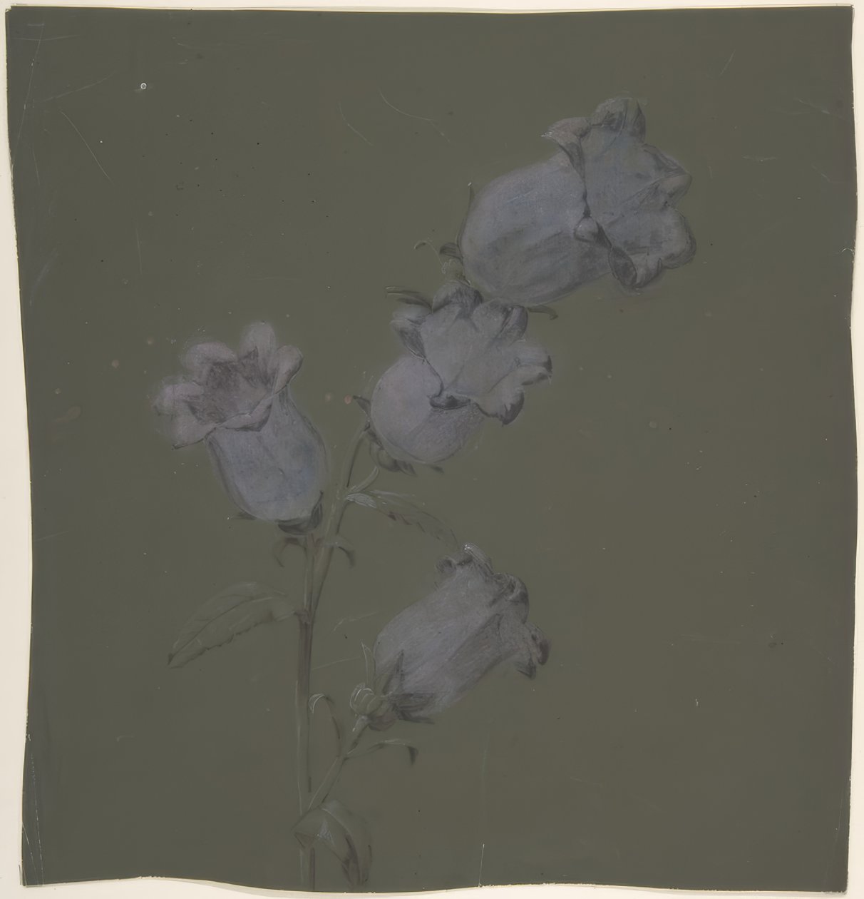 Spray of Canterbury Bells by Antoine Berjon