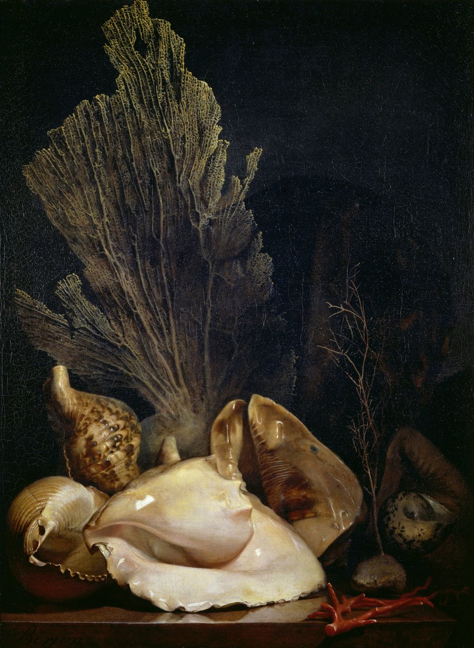 Still Life of Shells and Coral by Antoine Berjon