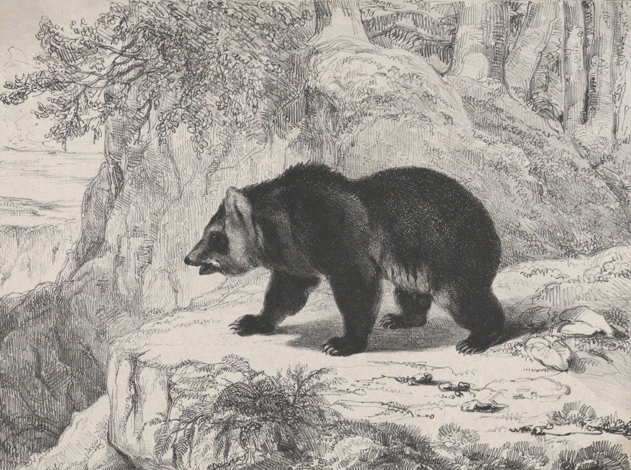 Mississippi Bear by Antoine Louis Barye