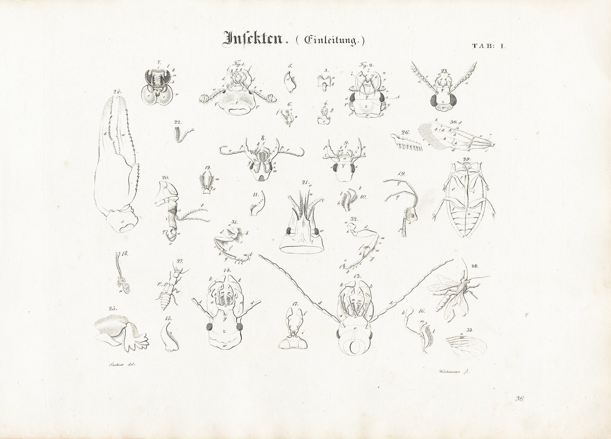 Anatomy of Insects by Anton Wachsmann