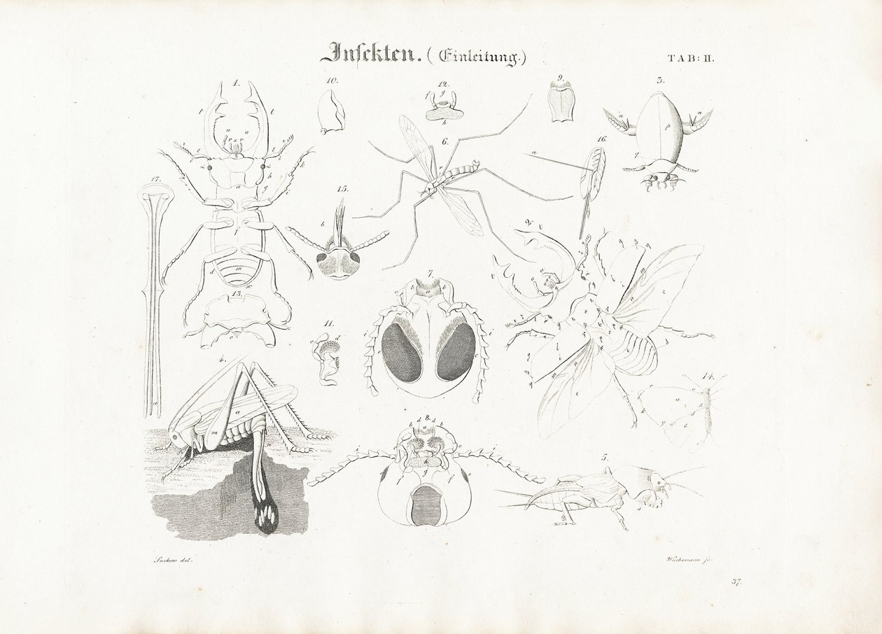 Insect Anatomy by Anton Wachsmann
