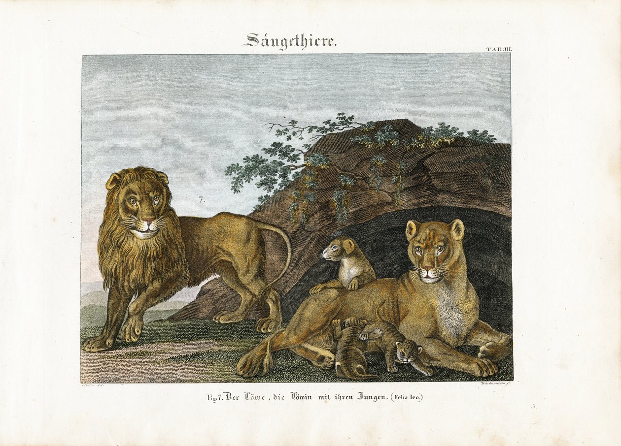 Lion Family in Their Natural Habitat by Anton Wachsmann